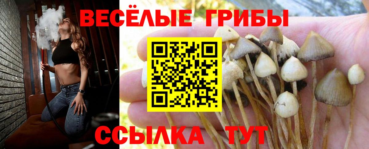 Галлюциногенные грибы Psilocybe Солнечногорск